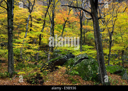 Colorato autunno foresta a contrabbandieri tacca del parco statale con coperte di muschio massi vermont - USA Foto Stock