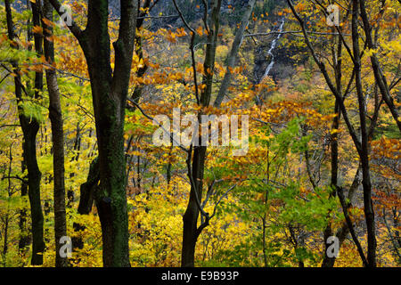 Cascata dal bear head peak mount mansfield da contrabbandieri tacca forest vermont usa in autunno Foto Stock