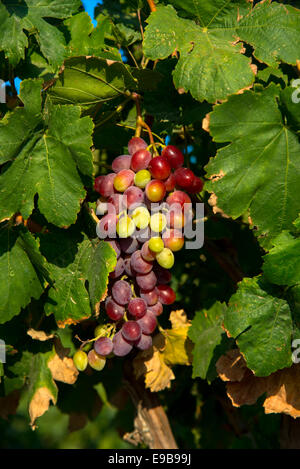 Le uve in vigna a milos in Grecia Foto Stock