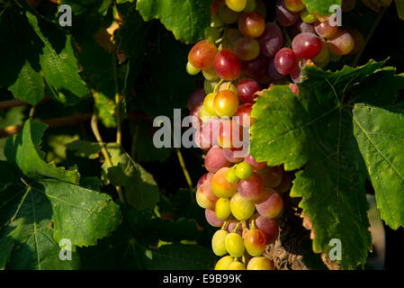 Le uve in vigna a milos in Grecia Foto Stock