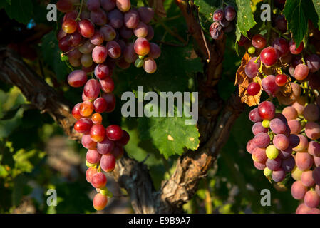 Le uve in vigna a milos in Grecia Foto Stock