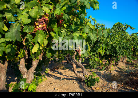 Le uve in vigna a milos in Grecia Foto Stock