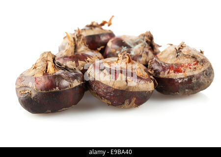 Gruppo di castagne fresche isolati su sfondo bianco Foto Stock