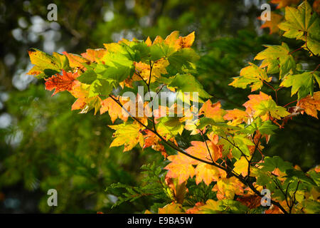 Vite foglie di acero girando di Autunno a colori; Cascade Mountains, Oregon. Foto Stock