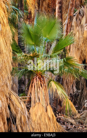 Ventola della California palme a Coachella Valley preservare, California. Foto Stock