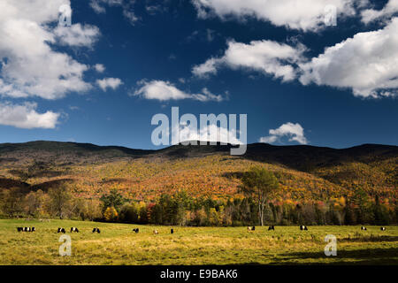 Belted Galloway bovini da carne in terre da pascolo su Barnes Hill Road con i colori dell'autunno e cielo blu Stowe Vermont - USA Foto Stock