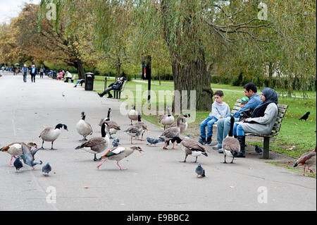 Famiglia di uccelli alimentazione seduta su una panchina di Regents Park è circondato da oche . Foto Stock