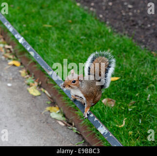 Regents Park bella scoiattolo attende per spuntini. Foto Stock