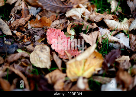 Dead Foglie di autunno sul terreno a Regents Park, Londra con una attenzione alla ricerca di foglia rossa nel mezzo. Foto Stock