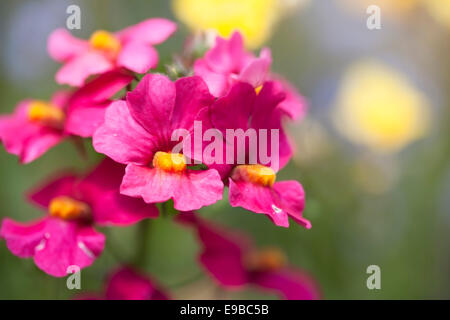 Close up della vibrante rosa e giallo nemesia fiori. Foto Stock