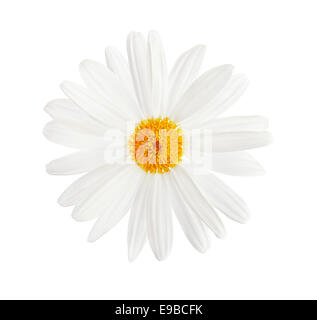 Fiori di camomilla isolati su sfondo bianco Foto Stock