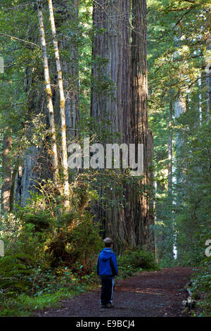 Un giovane ragazzo si ammira il Redwood alberi lungo Lady Bird Johnson Grove nella Prairie Creek State Park, il Parco Nazionale di Redwood, Californ Foto Stock