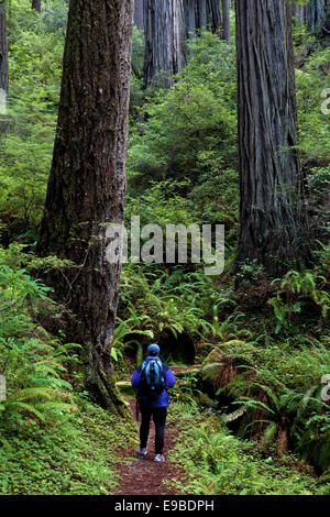 Un escursionista si ammira il Redwood alberi in Prairie Creek State Park, il Parco Nazionale di Redwood in California. Foto Stock