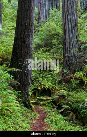Alberi di Sequoia in Prairie Creek State Park, il Parco Nazionale di Redwood in California. Foto Stock