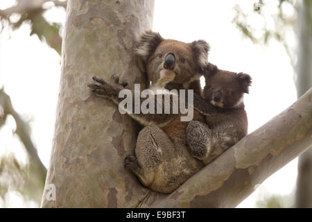Koala per la madre e il bambino nella struttura ad albero Foto Stock