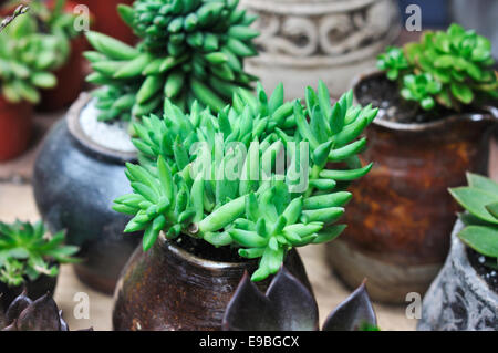 Succulento,Sedum sediforme,Piante succulente | Dicotiledoni Foto Stock