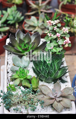 Le piante succulente in vaso Foto Stock