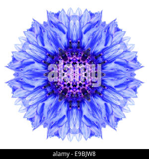 Blu fiordaliso fiore Mandala. Caleidoscopio di Centaurea cyanus isolati su sfondo bianco. Bella naturale picchiettio con mirroring Foto Stock