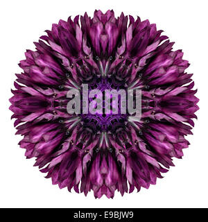 Viola scuro Mandala di fiordaliso fiore. Caleidoscopio di Centaurea cyanus isolati su sfondo bianco. Bellezze naturali specchiato Foto Stock