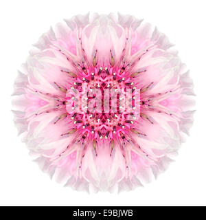 Rosa Mandala di fiordaliso fiore. Caleidoscopio di Centaurea cyanus isolati su sfondo bianco. Bella naturale picchiettio con mirroring Foto Stock