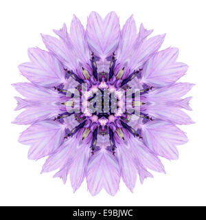 Fiordaliso viola Mandala fiore. Caleidoscopio di Centaurea cyanus isolati su sfondo bianco. Bellezze naturali specchiata patt Foto Stock