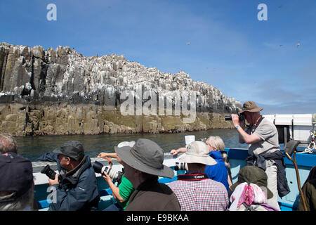 Uccelli marini; interiore farne; gita in barca; Northumberland, Regno Unito Foto Stock