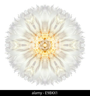 Bianco Mandala di fiordaliso fiore. Caleidoscopio di Centaurea cyanus isolati su sfondo bianco. Bella naturale patte con mirroring Foto Stock