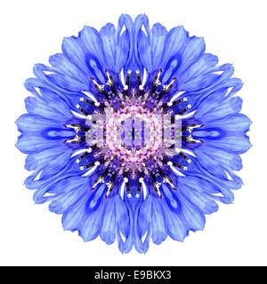 Blu fiordaliso fiore Mandala. Caleidoscopio di Centaurea cyanus isolati su sfondo bianco. Bella naturale picchiettio con mirroring Foto Stock