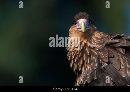 Close up ritratto di un sud caracara crestato Foto Stock