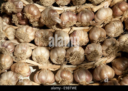 Polacco intrecciato di aglio in una treccia Foto Stock