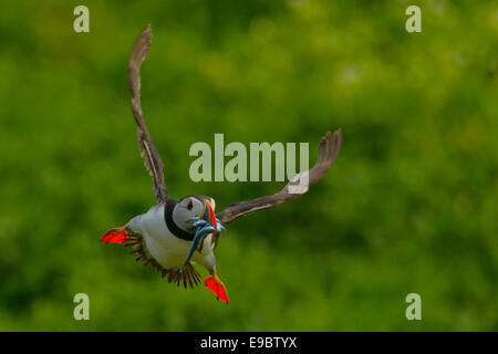 Un wild Atlantic puffin (Fratercula arctica) sorvolano cliffside erbosa con un volume di catture di sabbia-anguille nel suo becco colorato. Foto Stock