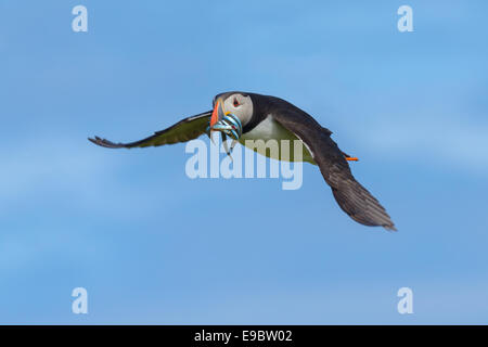 Atlantic Puffin (Fratercula arctica) volare con un beakful di sabbia-anguille, la sua normale dieta naturale. British birdlife. Foto Stock