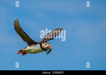 Atlantic Puffin vola tettuccio di aver catturato cicerelli nel suo becco. Fauna europea; un uccello britannico. Foto Stock