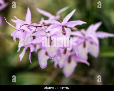 Orchid più luce fiori malva con malva scuro screziato petali, colonna, della gola e del labbro. Sfondo isolato. (Orizzontale) Foto Stock