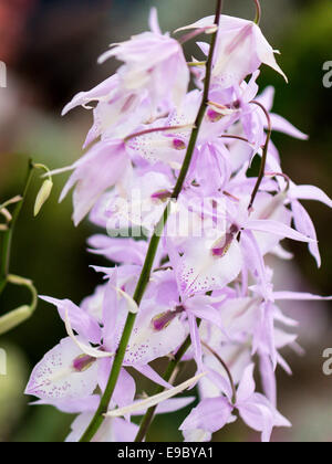 Orchid più luce fiori malva con malva scuro screziato petali, colonna, della gola e del labbro. Sfondo isolato. (Verticale). Foto Stock