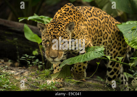 Jaguar Panthera onca Foto Stock