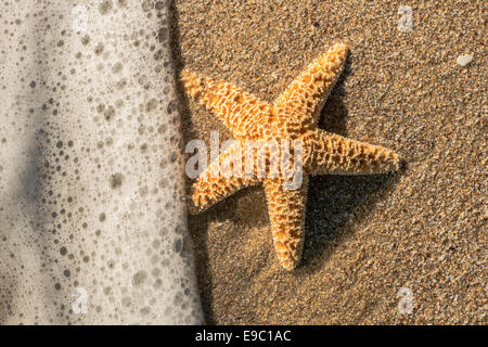 Starfish nelle onde. La luce del sole Foto Stock