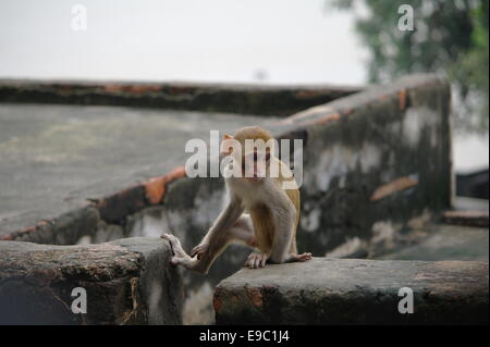 Giovani macaco rhesus vicino Munshi Ghat Varanasi Foto Stock