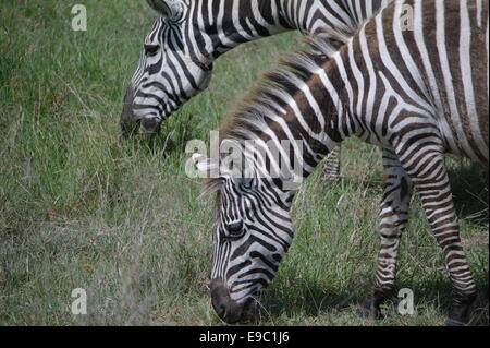 Zebra in Kenya Foto Stock