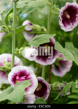 Hollyhock fiore bianco con crimson Petalo interno rink, non varietale noto. Il verde delle foglie. Foto Stock