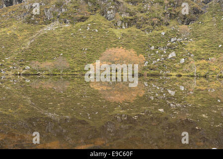 Autunno riflessioni in piccoli lochan nel deserto Letterewe, Highlands scozzesi Foto Stock