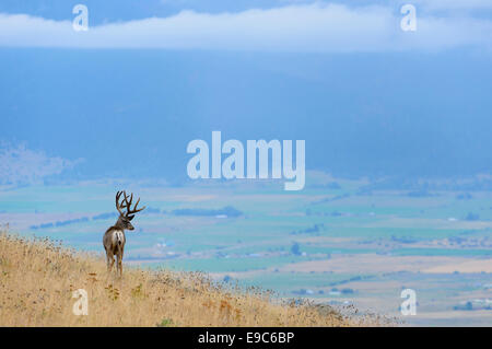 Un mulo cervo buck alta al di sopra di una valle montana pavimento, Western Montana Foto Stock
