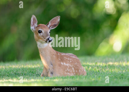 Odocoileus virginianus (Odocoileus), Missoula, Montana Foto Stock