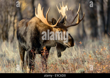 Bull Moose (Alces alces shirasi), Northern Rockies Foto Stock