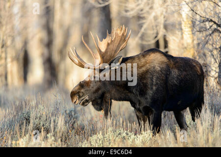 Bull Moose (Alces alces shirasi) in autunno, Northern Rockies Foto Stock