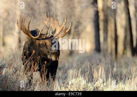 Bull Moose (Alces alces shirasi) in autunno, Northern Rockies Foto Stock