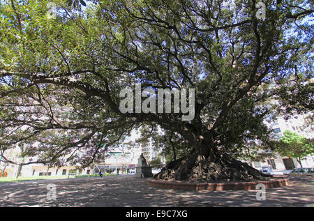 La gigantesca 'Gomero' tree (Ficus elastica) in Plaza San Martin de Tours. Recoleta, Buenos Aires, Argentina. Foto Stock