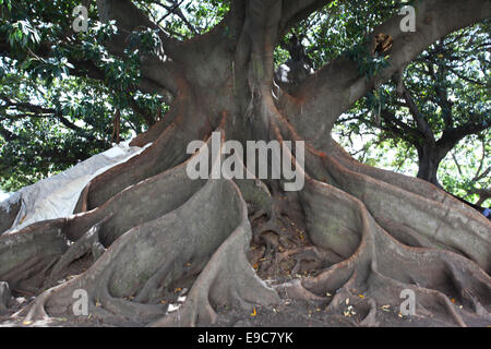 La gigantesca 'Gomero' radici (Ficus elastica) in Plaza San Martin de Tours. Recoleta, Buenos Aires, Argentina. Foto Stock