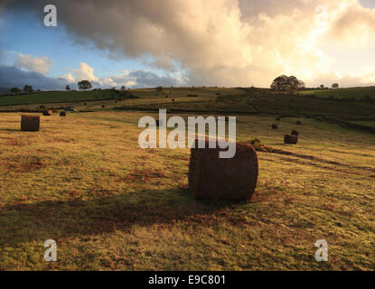 In tarda serata sole sulla tranquilla Illtud Mynydd comune nel Parco Nazionale di Brecon Beacons, con balle, luce dorata Foto Stock