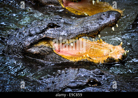 Alligatori alla fattoria del coccodrillo di Jacksonville, Florida Foto Stock